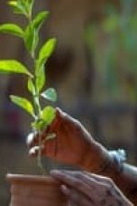 Movie poster: Saas, Bahu Aur Flamingo Season 1 Episode 3